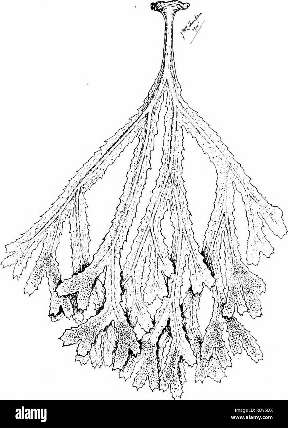 . Botanik der lebenden Pflanze. Botanik. 578 BOTANIK DER LEBENDEN PFLANZE markiert es flach liegt, und wo das Wachstum ist dicht die Pflanzen gegenseitig vor dem Austrocknen. Es ist in vielen dieser Algen eine lokalisierte apikalen Wachstum mit einer apikalen Zelle. In Fuciis der wachsenden Punkt liegt in einer Senke an der äußersten Spitze. In anderen [Dictyota, Sphacelaria) der Apex-Projekte. Die. Abb. 316 - Zeichnung einer realen Anlage von Fucus st-ryatus. (} Nat. Größe.) Segmentierung der apikalen Zelle ist oft sehr regelmäßig, die Form und Abfolge der Segmente, die sich in Übereinstimmung mit der Form der Spitze Stockfoto