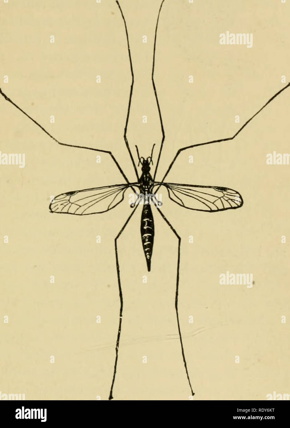 . Ökonomische Entomologie für den Landwirt und der Obstbauer, und für die Verwendung als Text-Buch in der landwirtschaftlichen Schulen und Hochschulen;. Entomologie; Schädlinge. Das Insekt der Welt. 331 und die Flügel sind schmal, so dass das Insekt in ap ist umständlich - pearance sowie in Ruhe wie in seinen Flug, der langsam und schwer. Die Fliegen sind am häufigsten in niedriger, rang Wiesen oder entlang von Gräben oder träge Streams gesehen, fliegende vorzugsweise während der Morgen- und späten Nachmittagsstunden. Die Larven sind schlank, Cylin-Abb. 380.. Ein Kran-fly, Pachyrrhina Arten. drical, etwas WORM-like, eines äußerst harten, ledrigen Textur, Stockfoto