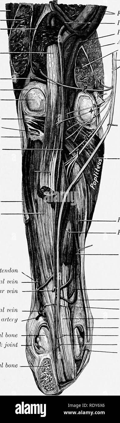 . Die Anatomie der Haustiere. Veterinär Anatomie. ANTERIOR TIBIAL ARTERY 679 die aufschiebende Ligament mit dem plantar Arterien (oder nur mit dem seitlichen plantar) in Form der proximalen plantar Arch (Arcus plantaris Proximalis). M. vastus lateralis Bizeps femoris Gastrocnemius, seitliche Kopf oberflächlichen digitalen flexor lateralen Gelenk Schiffe Gelenkkapsel lateralen Kondylus des Femur Popliteus Tasche der Gelenkkapsel, geöffnet, dabei ist das seitliche Ligament der Schienbeinkopf gemeinsame Wiederkehrende schienbeinkopf Schiffe Soleus Tibialis posterior Lateral streckmuskelsehne Wiederkehrende tarsal Vene Seitliche plantar Vene seitliche Teere Stockfoto