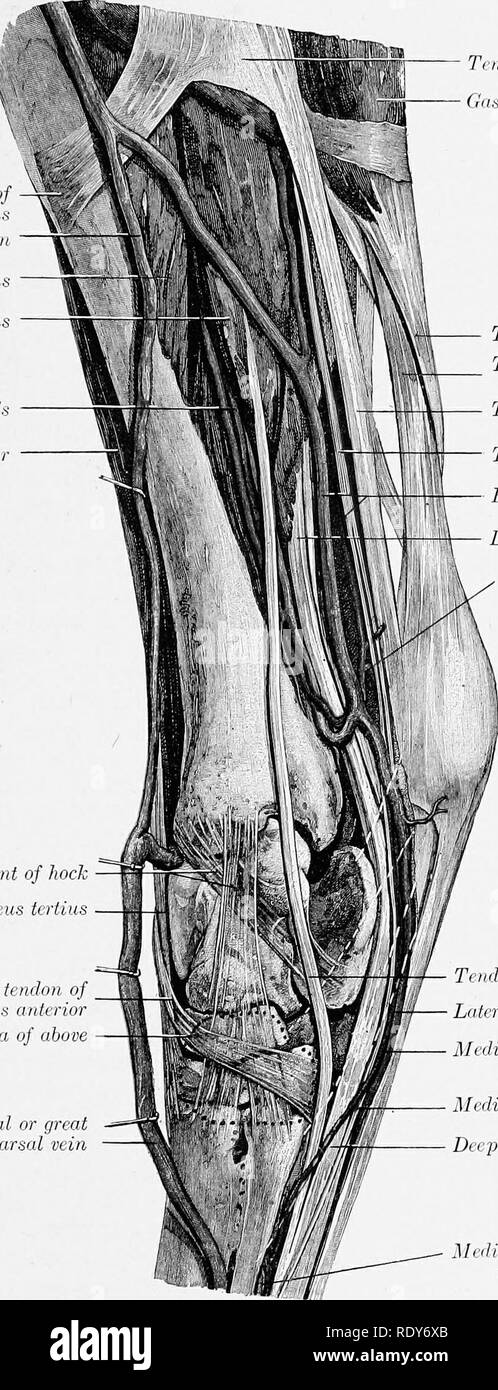 . Die Anatomie der Haustiere. Veterinär Anatomie. POSTERIOR TIBIAL ARTERY 677 Die seitliche tarsal Arterie (A. tarsea lateralis) geht nach außen zwischen dem Schienbein und die Tiefe flexor der Ziffern und ist auf der Außenseite des Hock verteilt. Tibial Einfügen von -^ sctiiikndiiMSUS Saphenous Vein Poplitcits Flexor dig. longus Posterior tibial resscls Lange medialen Ligaments von hock Peroneus extensor tertius Medial Sehne des tibialis anterior Umrisse von Bursa von oben Meelial oder große Metatarsus Vene. Der semitendinosus Sehne Gastrocnemius (medial Kopf) Sehne des Gastrocnemius Sehne o Stockfoto