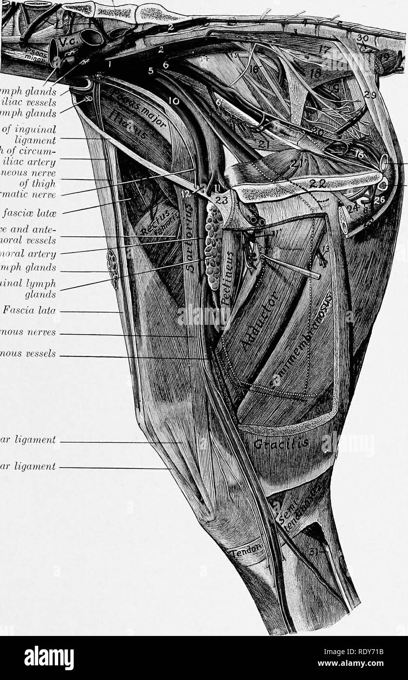 . Die Anatomie der Haustiere. Veterinär Anatomie. Zweige DER BAUCHAORTA 667 A. iliaca Lymphe gla   Zirkumflex darmbein Schiffe Iliaca Lymphknoten Überrest von ingiiiiml Ligament posterioren Zweig der Iliaka circum-flex Arterie Seitliche kutane Nerv der Oberschenkel Externe spermatic Nerv Tensor fascice latce N. femoralis und ante-rior Schiffe Arteria Femoralis femoralis Prefemoral Lymphknoten Tief inguinalen Lymphknoten Fascia lata Medial Patellar Ligament Mitte Patellar Ligament. Saphenous nerven Saphenous Schiffe Abb. 576.- dissektion von Becken, Oberschenkel, und proximalen Teil o Stockfoto