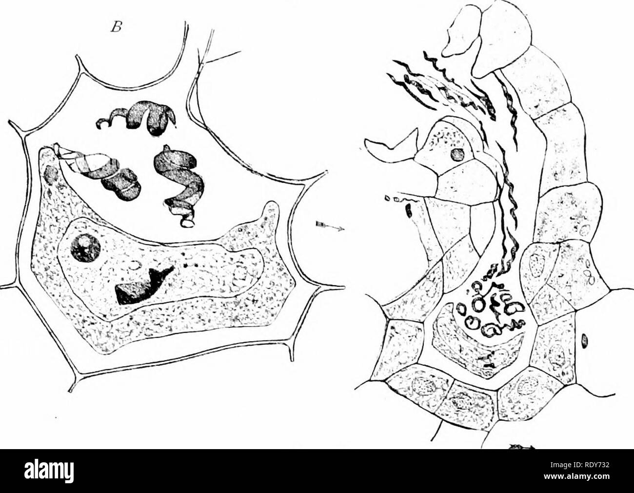 . Botanik der lebenden Pflanze. Botanik. FILICALES 345 externer Flüssigkeit Wasser ist unverzichtbar für die Befruchtung in der Farne. Das normale Leben-Zyklus kann nicht ohne sie abgeschlossen werden.  ^. Abb. 2 S 6. In feililisation Onoclca sensibilis: Die Pfeile Richtung ^ ' der Gro^ Tng Punkt angeben. A=3. vertikale Abschnitt durch eine archegonium wahrscheinlich innerhalb von zehn Minuten nach Eingang der ersten spennatozoid. (X500.) £ = vertikale Abschnitt der venter eines Archegonium, mit Spermien und die Kollabierten Ei mit Sperma-tozoid innerhalb des Zellkerns. Thirtj 'Minuten. (X1200.) {nach Shaw.) Die sofortige Stockfoto