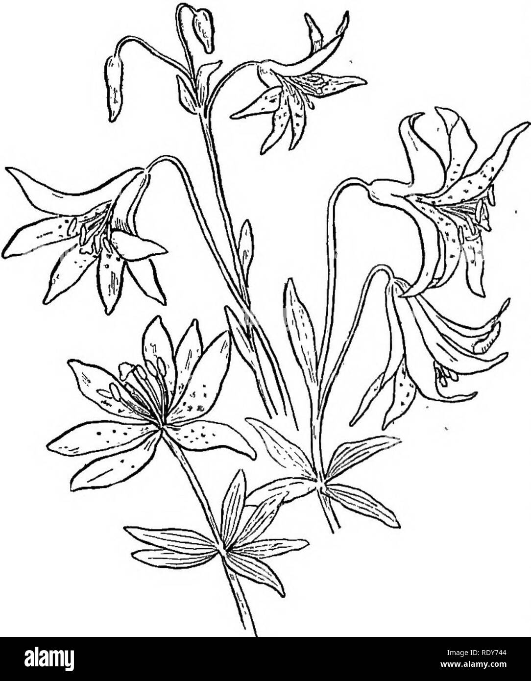 . Die Familien der Blütenpflanzen. Pflanzen; Phanerogamen. 50 Familien der Blütenpflanzen. Die Lilie Familie ist bemerkenswert, wie mit einer großen Anteil nicht nur unserer schönsten wilden Blumen, aber auch von den verschiedenen ex-otics, die wir zu früh blühenden kultivieren. Damit die kleinen Blausterne {Sciila) hängt heraus seinen blauen Glocken mit die ersten Weichen Atem des Frühlings, und befindet sich in rascher Folge durch die auffällige Tulpen und Hyazinthen, die Fritillarias und die stattliche Krone - Imperial {Imperiahs folgt). Im Wald etwa zur gleichen Jahreszeit Blüten, exquisite Blume, die hat so lange gestaffelte Unte Stockfoto