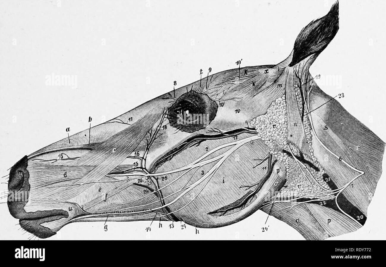 . Die Anatomie der Haustiere. Veterinär Anatomie. Die A. carotis externa 643 eine erhebliche Zweigstelle abgegeben werden m Der Mandibulären Bereich, um die untere Grenze des Kiefers dreht sich um und geht in die Mitte des unteren Teils des masseter Muskels. In einigen Fällen dieser Arterie ist groß und seine Pulsieren zu spüren ist. Es wird durch eine Vene begleitet. (4) Die unterlegene labialen Arterie (A. labialis unterlegen) ergibt sich aus der externen maxillaris ein wenig, bevor es Der depressor labii inferioris (Bild erreicht. 560). Es geht vorwärts, Dips unter der depressor Muskel, und weiter zum Stockfoto