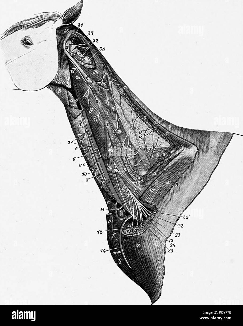 Halsschlagader hund anatomie
