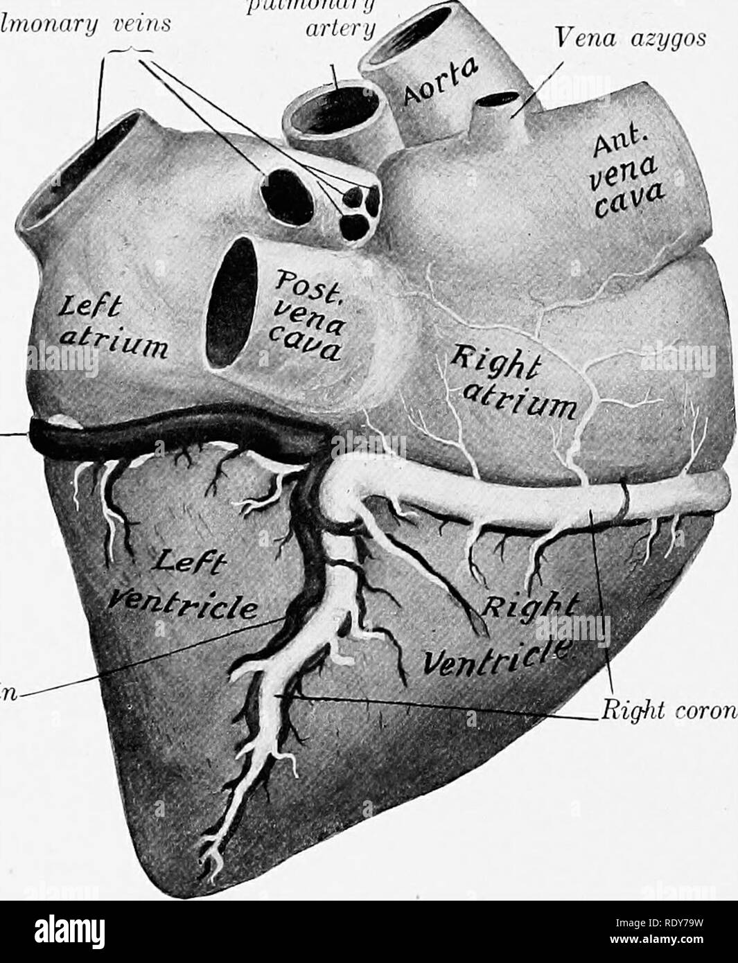 . Die Anatomie der Haustiere. Veterinär Anatomie. 630 Blut - GEFÄSSSYSTEM DES PFERDES aortse. Hier ist bildet drei Beutel - wie Dilatationen, die Kurven der Aorta. Diese zu den Höckern der Aortenklappe entsprechen, und der Koronararterien ergeben sich aus der linken posterioren und anterioren Nebenhöhlen. Der Bogen der Durchmesser ist ungefähr zwei Zoll (Ca. 5 cm.) und darüber hinaus verringert sich ziemlich schnell in der Breite. Es ist in der Nähe der Aorta in Brust- und Bauchhöhle Teile. Der thorakalen Aorta (Aorta thoracica) (Abbn. 553, 554) liegt innerhalb des Perikards zum Punkt der Anlage Stockfoto