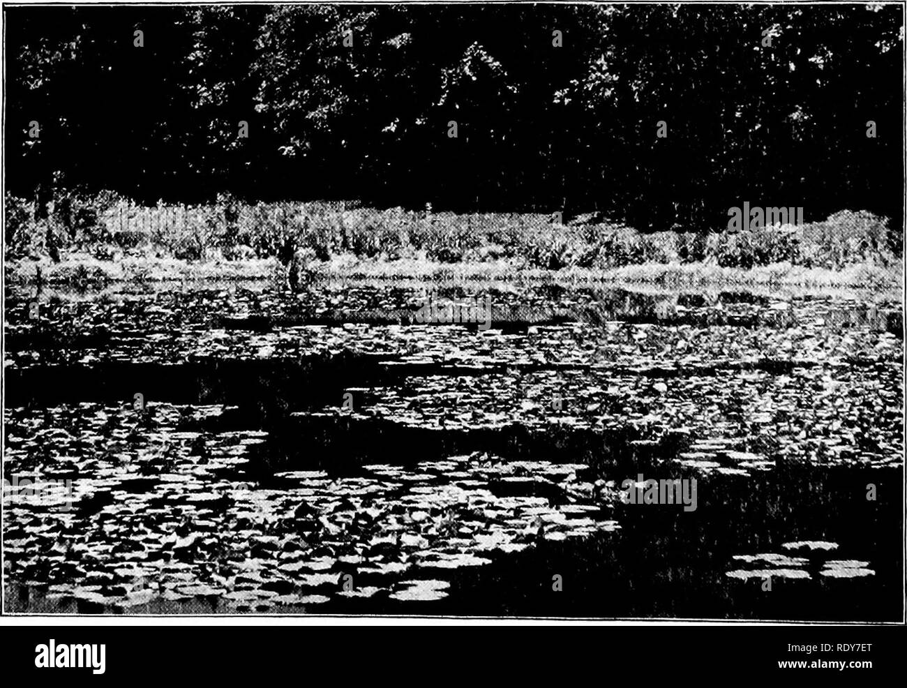 . Die Familien der Blütenpflanzen. Pflanzen; Phanerogamen. Abb. 12.- Zonen von Wasserpflanzen. Im Zentrum Seerosen; am Rande smart - Unkraut; weiter hinten Oat-Schwänze, blaue Flaggen, Fahnen und Seggen; noch weiter zurück weichen Rasen mit Gras, Moos. Abzeichen und millsweed. (Von MacMillan in Minnesota Pflanzen, mit freundlicher Genehmigung o{FSME-Thema. Bitte beachten Sie, dass diese Bilder sind von der gescannten Seite Bilder, die digital für die Lesbarkeit verbessert haben mögen - Färbung und Aussehen dieser Abbildungen können nicht perfekt dem Original ähneln. extrahiert. Pollard, Charles Louis, 1872 -. Waschen Stockfoto
