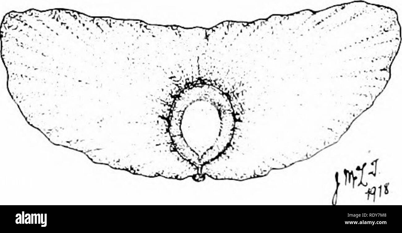 . Botanik der lebenden Pflanze. Botanik. Frucht der Löwenzahn, mit Fallschirm. Beachten Sie das Fehlen der allgemeinen Buchse. pappus als f brarteoles. Abb. 235. Geflügelte Samen von einem der Bignoniaceae. (Reduziert). Bitte beachten Sie, dass diese Bilder sind von der gescannten Seite Bilder, die digital für die Lesbarkeit verbessert haben mögen - Färbung und Aussehen dieser Abbildungen können nicht perfekt dem Original ähneln. extrahiert. Bower, F. O. (Frederick Orpen), 1855-1948. London, Macmillan und Co., Limited Stockfoto