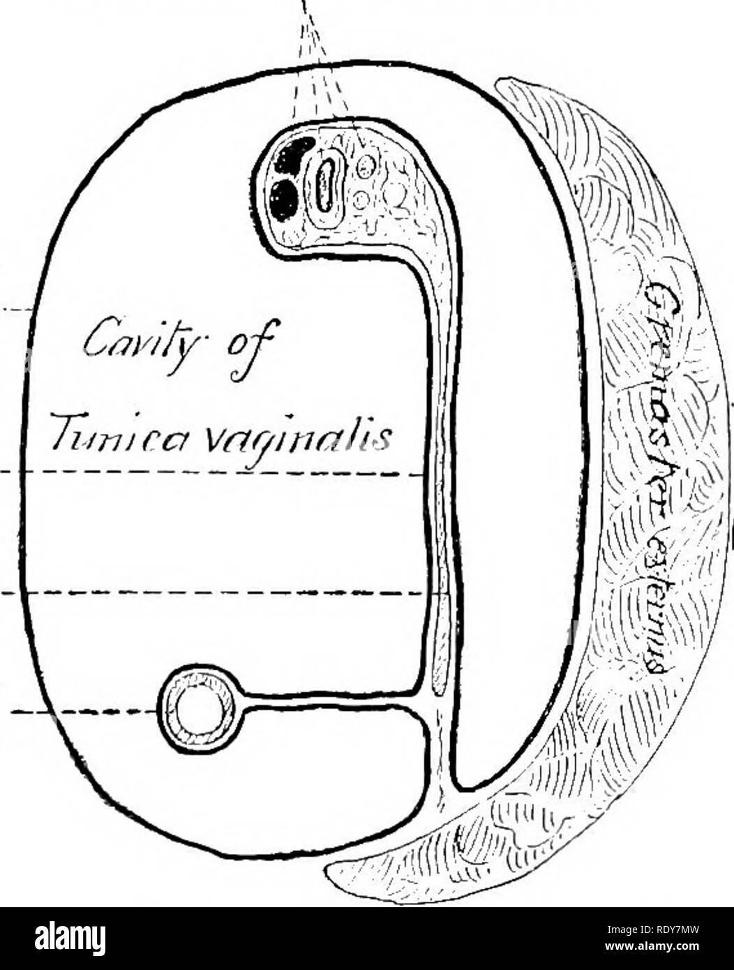 Die Anatomie Der Haustiere Veterinar Anatomie 576 Geschlechtsorgane Op Der Hengst 2 Die Spermatic Venen Die Die Pampiniform Plexus Um Die Arterie Bilden 3 Der Lymphatics Die Die Venen Begleiten 4