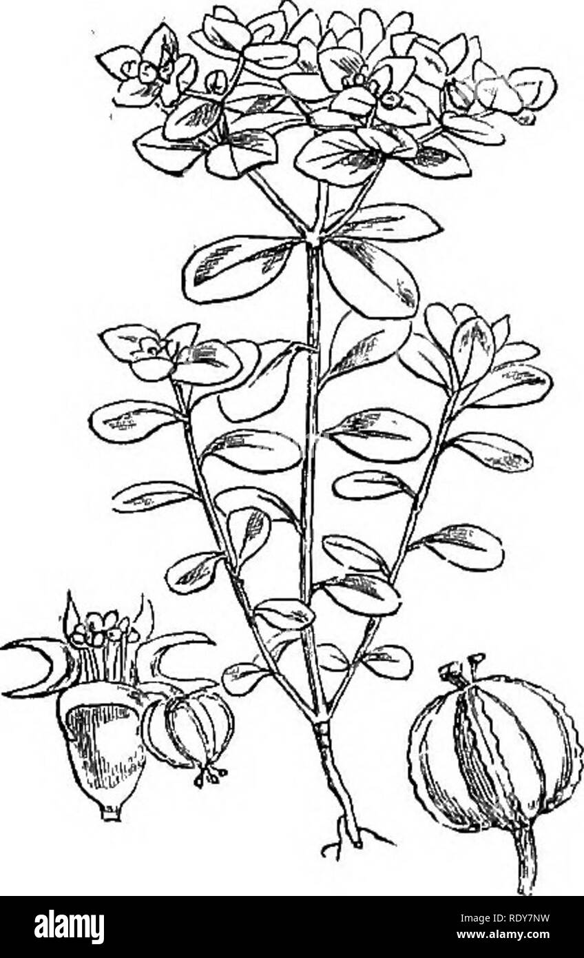 . Abbildungen der britischen Flora: Eine Reihe von holzstichen, mit Sezieren, britischer Pflanzen. Botanik; Botanik. 885. Euphorbia hiberna. 886. Euphorbia pilosa.. Bitte beachten Sie, dass diese Bilder sind von der gescannten Seite Bilder, die digital für die Lesbarkeit verbessert haben mögen - Färbung und Aussehen dieser Abbildungen können nicht perfekt dem Original ähneln. extrahiert. Fitch, W. H. (Walter Haube), 1817-1892; Smith, Worthington George, 1835-1917; Bentham, George, 1800-1884. Handbuch der britischen Flora. London, L. Reeve &Amp; Co. Stockfoto