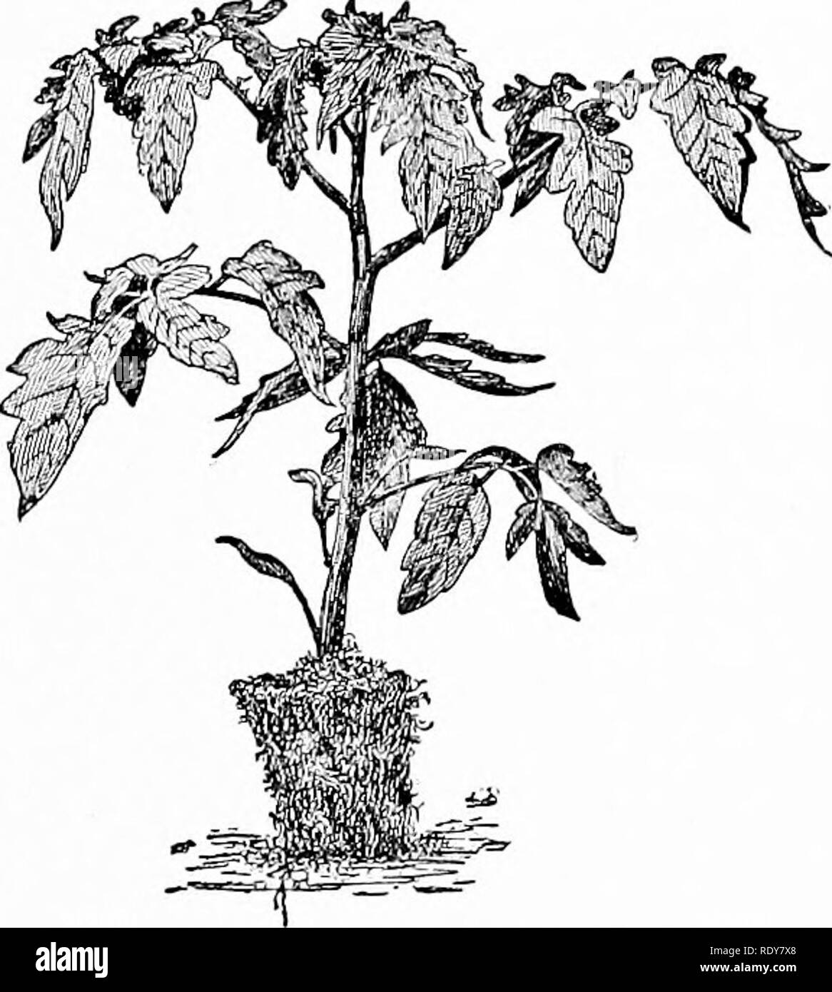 Die Gartenbau Zahlen Erfahrungen Im Garten Und Obstbau Im Garten Arbeiten Der Gemusegarten 233 Unkraut Die