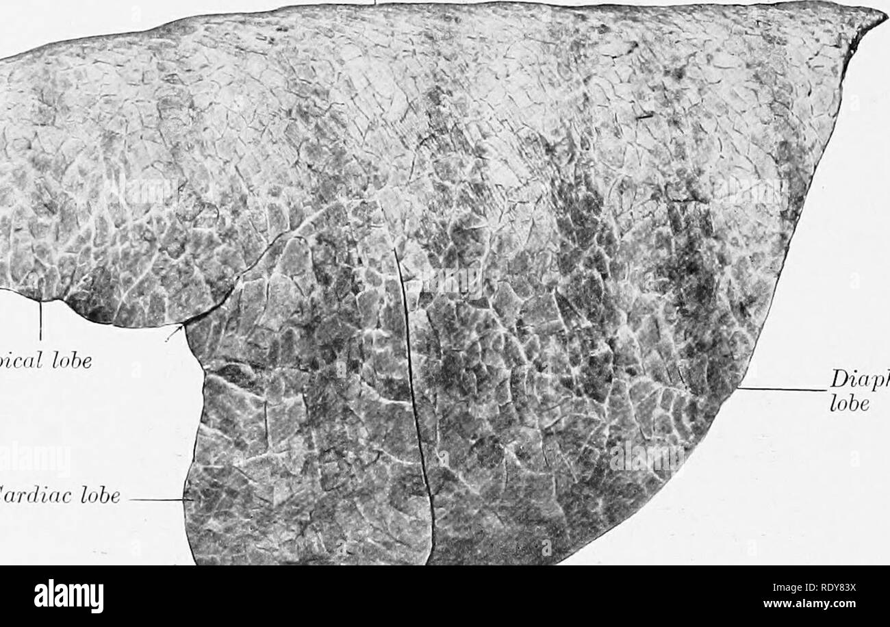 . Die Anatomie der Haustiere. Veterinär Anatomie. 542 DIE ATEMWEGE DES OCHSEN größte und hat die Forni einer dreiseitigen Pyramide mit seiner Basis ruht auf dem Zwerchfell. Die kardiale Lappen ist prismatisch und bildet den hinteren Rand der kardialen Kerbe; seine lange Achse entspricht der fünften Rippe. Die apikalen Lappens der linken Imig ist klein und spitz; seine ventralen Marge dorsalen Rand. Apikalen lappens Carrliac lobe Diaphragmatica lobe Abb. 4 S 1.- linke Lunge von Ochsen; Später. a.l Anzeigen. Pfeile zeigen interlobar Fissuren. Dorsale Grenze. Bitte beachten Sie, dass diese Bilder aus gescannten extrahiert werden Stockfoto