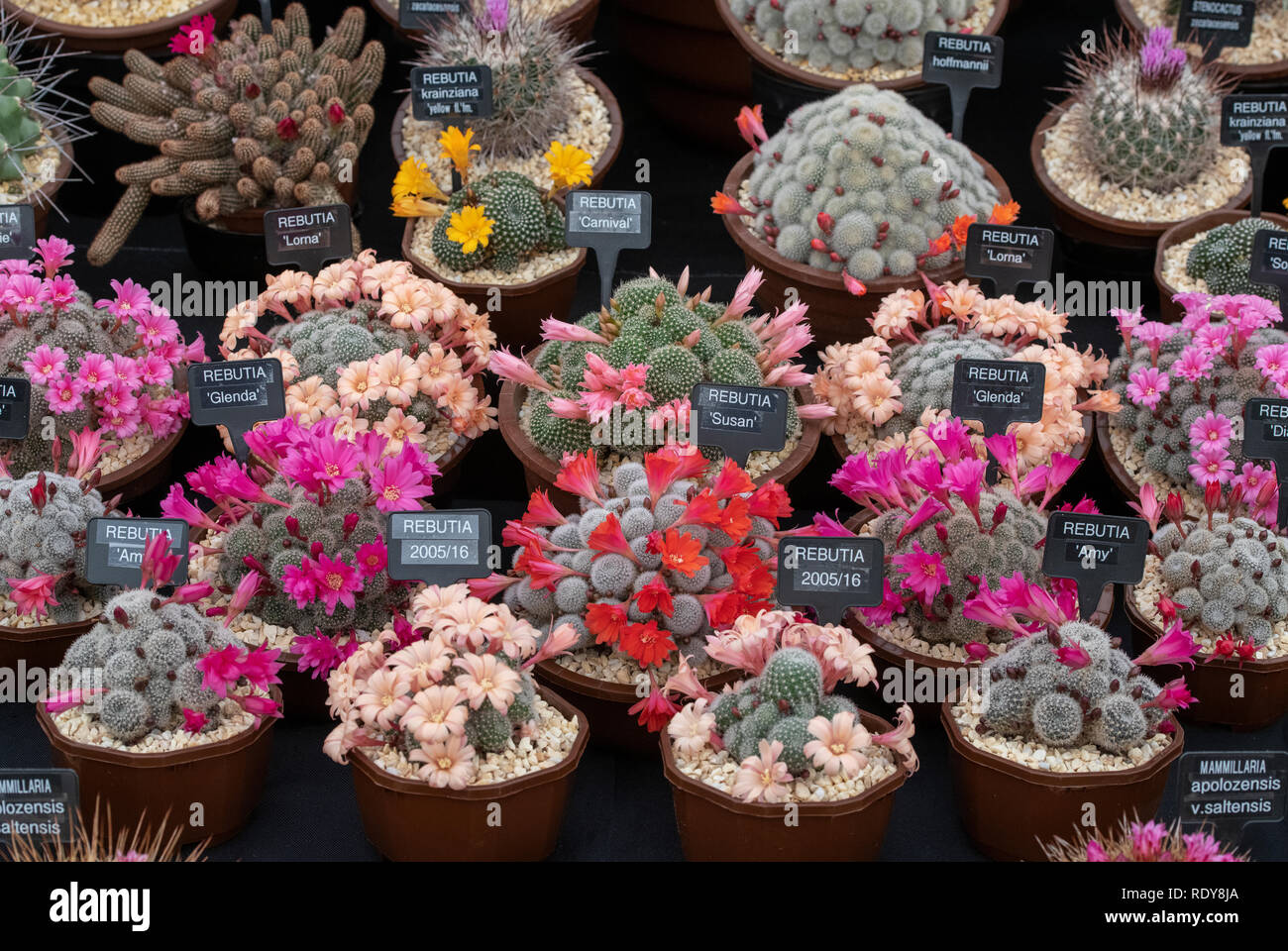 Cactus Anzeige an eine Blume zeigen. Großbritannien Stockfoto