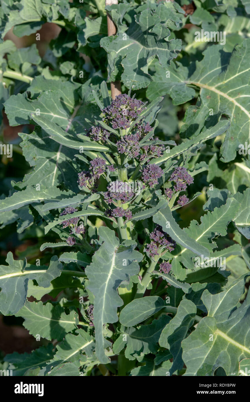 Frühe purple sprouting Brokkoli in einem Gemüsegarten. Großbritannien Stockfoto