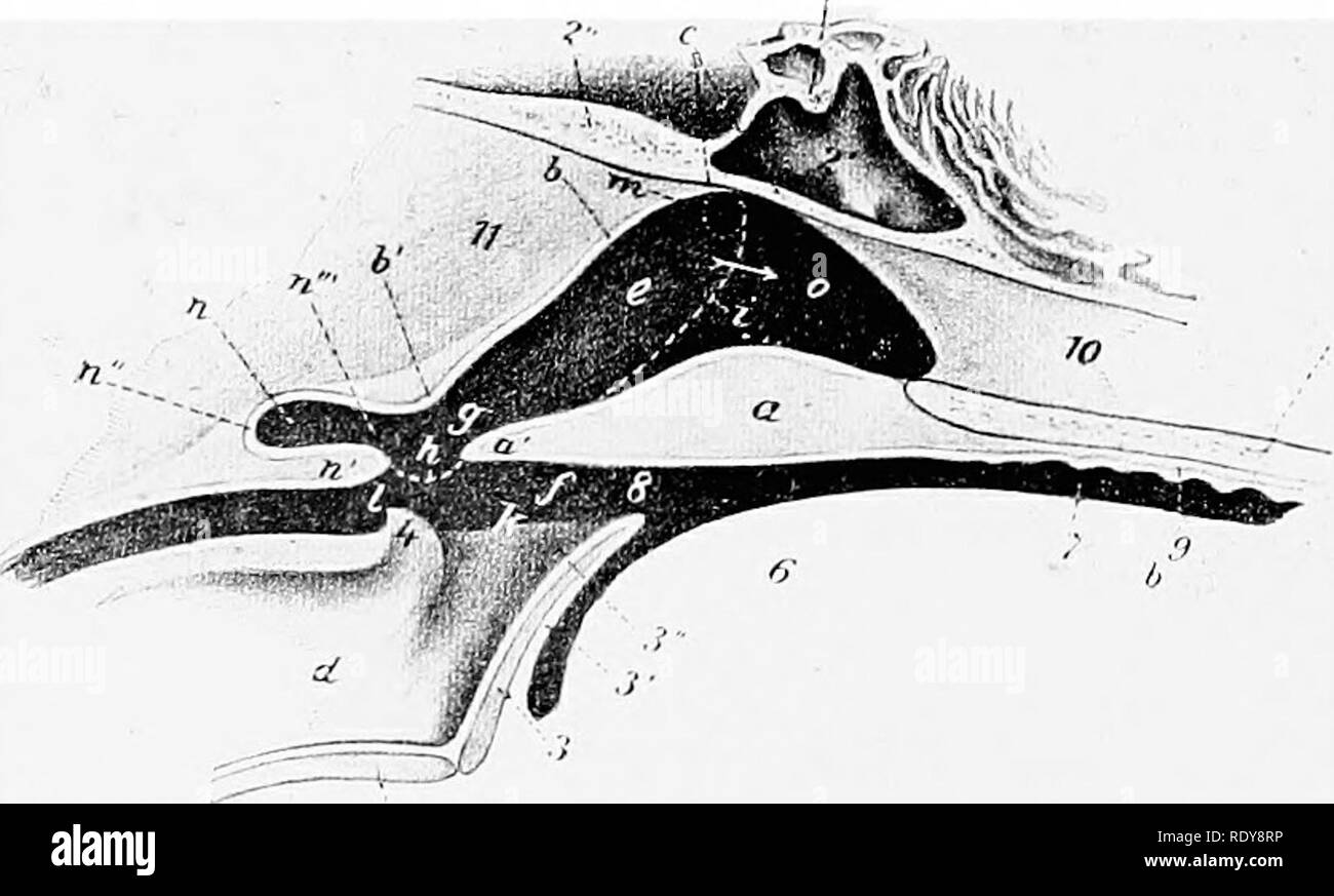 . Die Anatomie der Haustiere. Veterinär Anatomie. 482 VERDAUUNGSSYSTEM DES SCHWEINS der Ohrspeicheldrüse ist groß und deutlich dreieckig. Es erstreckt sich sehr wenig an der Masseter muscle, und seine oberen Winkel nicht ganz die Basis des Ohr erreichen. Es ist hell, und in Fett in die Tiere in gutem Zustand. Auf seine tiefe Gesicht sind mehrere große subparotid Lymphknoten, von denen einige nur teilweise von der Ohrspeicheldrüse abgedeckt sind. Die ohrspeicheldrüse Kanal entsteht auf den tiefen Gesicht, hat einen Kurs, ähnlich wie in der Ochsen und perforiert die Wange gegenüber dem vierten oder fünften obere Wange zu Stockfoto