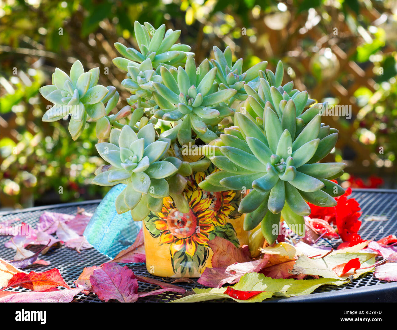 Anordnung einer saftigen Pflanze, Sedum Carnicolor, und Herbstblätter und Blüten Stockfoto