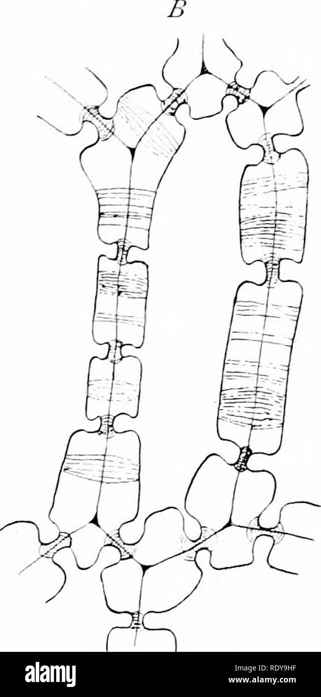. Botanik der lebenden Pflanze. Botanik. Abb. 19. Durchgang ot Protoplasma durch die Wände der Anlage - celU. A. in Zellen der Pul' inus der Robinie, nach der Behandlung^ Wth sulphmnc Säure die Wände zu schwellen, und die Färbung des protoplasma mit methylviolett. (X 550.) B. Zelle - w - alle aus einer einzigen Zelle der Mehlkörper des Lodoicea, zeigt die Gruben und die protoplasmic Threads, fahren beide die dünne pit Membranen und der Verdickten Regionen der Wand. (X400) (. n ach Gardiner.) reagieren als Ganzes unter äußeren Reiz, und dass obwohl die Zelle erscheinen kann eine einzelne strukturelle Einheit zu sein, immer noch jedes Stockfoto