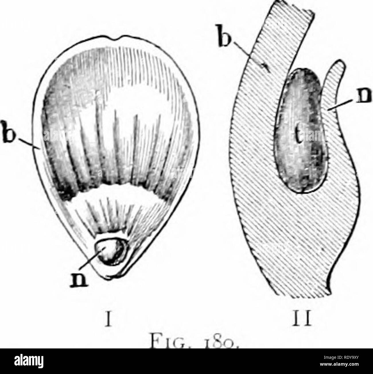 . Pflanzen, mit besonderer Bezugnahme auf Form und Funktion betrachtet. Pflanzenphysiologie. Abb. 179.. Abb. 179. âA Blume der rote Johannisbeere in zwei Hälften geschnitten. Die aufgeraute Oberfläche der Schale, n, Nektar absondert. IIagnified 5 Diam. âAfter Kemer. Abb. iSo. âI. ein Blütenblatt aus der Blume eines Buttercup {Raizitjtculus acris). Es zeigt die nektarium, Ji. 3 diam vergrößert. II, um diagi - morgens einen Längsschnitt der gleichen durch die nektarium n. I'er Gewebe der poucli der Blütenblatt,/â, sondert die Tropfen Nektar,/. . Vergrößert.^ Diam.. nach liehrens. Chinin, Morphin, str-chnine, Nikotin, etc., die Stockfoto