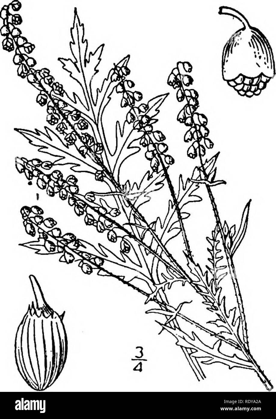 . Ein Handbuch der giftigen Pflanzen, vor allem des östlichen Nordamerika, mit kurzen Anmerkungen zu Wirtschafts- und Heilpflanzen, und zahlreichen Abbildungen. Giftige Pflanzen. Abb. 444. Kleine Ragweed (Ambrosia arte-misiifolia). In der unteren linken Ecke ist eine Bur, dass der Samen enthält; oberen rechten Bild. 443. Hohe triUda TZgvfeed (Ambrosia). Ecke, eine Blume, in der Mitte, Zweig und Blatt. (U. S. Abt. Agr.) Vermutlich giftig. (Ilolm-Britton). Ambrosia artemisiifolia L. SCHARFKRAUT. Eine puberulent Bitterweed oder hirsute verzweigte Jährliche 1-3 Fuß hoch; Blätter dünn, einmal, zweimal pinnatifid; die obere Alternativ Stockfoto