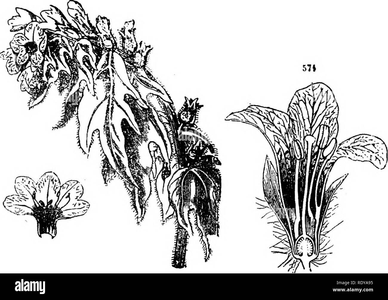 . Ein Handbuch der giftigen Pflanzen, vor allem des östlichen Nordamerika, mit kurzen Anmerkungen zu Wirtschafts- und Heilpflanzen, und zahlreichen Abbildungen. Giftige Pflanzen. SOIvANACEAE - SCHWARZES BILSENKRAUT 727 Herz, und nicht die vagus Kündigungen nicht lähmen, und drücken Sie die motorischen und sensorischen Nerven oder Muskeln. Der Verkehr ist aber leicht beeinflusst, und vasomotorische Depression tritt nur in der zweiten Stufe der tödlichen Vergiftung. Der Tod tritt aus Lähmung der Atemwege. Vergiftungen bei Tieren durch Verlust der Muskelkraft, Verlangsamung und Ausfall der Atmung ausgestellt wird, Mundtrockenheit, st Stockfoto