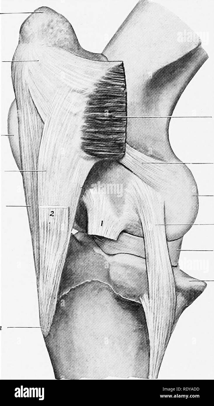 . Die Anatomie der Haustiere. Veterinär Anatomie. 236 DIE GELENKE DES PFERDES Die seitlichen Meniskus nicht die seitlichen und hinteren Teil des Nervus tibialis con Abdeckung - dyle, über die die Sehne des Ursprungs der popliteus Muskel spielt. Die peripheren Grenze ist dick und konvex, das Zentrale sehr dünn und konkav. Die faserige Enden oder Bänder sind zum schienbein vor und hinter dem Rücken befestigt. Die seitlichen Meniskus hat eine dritte Anlage mittels eines schrägen Band (Ligamentum femorale menisci lateralis), die von der hinteren Ende geht auf den hinteren Teil des i Stockfoto