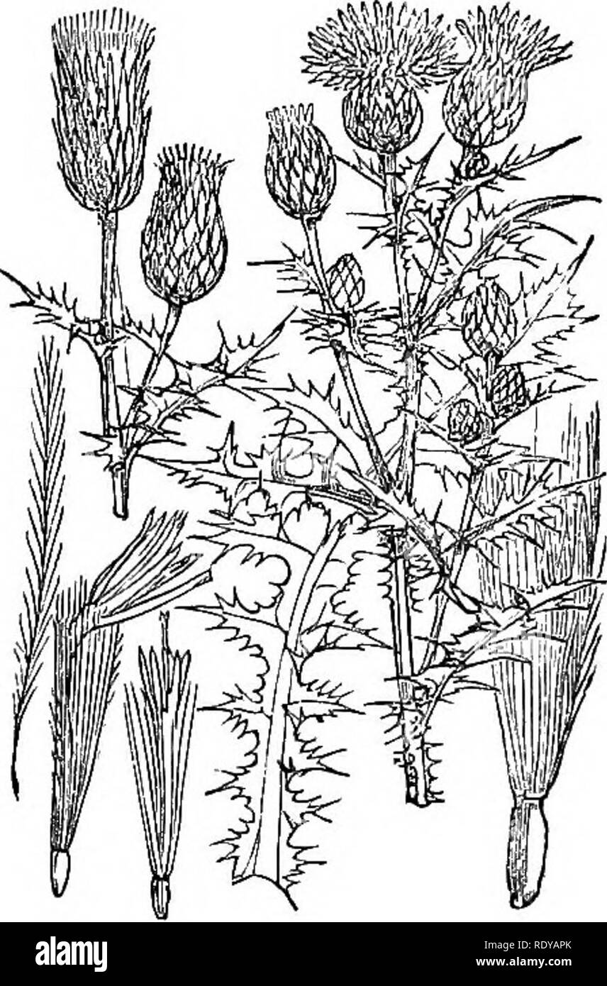 . Abbildungen der britischen Flora: Eine Reihe von holzstichen, mit Sezieren, britischer Pflanzen. Botanik; Botanik. 660. Carduas palustris.. 561. Carduus Philippii.. Bitte beachten Sie, dass diese Bilder sind von der gescannten Seite Bilder, die digital für die Lesbarkeit verbessert haben mögen - Färbung und Aussehen dieser Abbildungen können nicht perfekt dem Original ähneln. extrahiert. Fitch, W. H. (Walter Haube), 1817-1892; Smith, Worthington George, 1835-1917; Bentham, George, 1800-1884. Handbuch der britischen Flora. London, L. Reeve &Amp; Co. Stockfoto