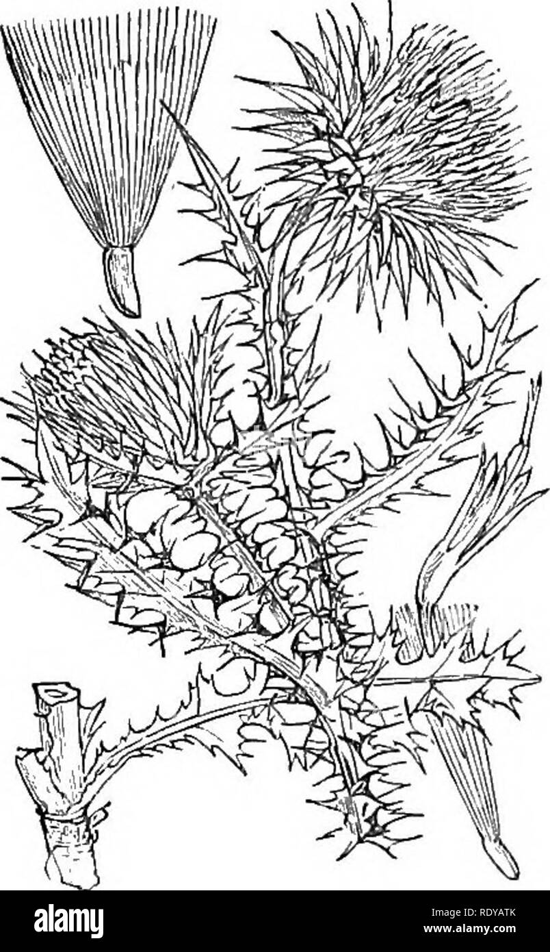 . Abbildungen der britischen Flora: Eine Reihe von holzstichen, mit Sezieren, britischer Pflanzen. Botanik; Botanik. 135. Bitte beachten Sie, dass diese Bilder sind von der gescannten Seite Bilder, die digital für die Lesbarkeit verbessert haben mögen - Färbung und Aussehen dieser Abbildungen können nicht perfekt dem Original ähneln. extrahiert. Fitch, W. H. (Walter Haube), 1817-1892; Smith, Worthington George, 1835-1917; Bentham, George, 1800-1884. Handbuch der britischen Flora. London, L. Reeve &Amp; Co. Stockfoto