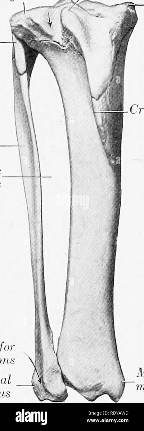 . Die Anatomie der Haustiere. Veterinär Anatomie. 182 SKELETT DES SCHWEINS über dreieinhalb bis vier Zoll (Ca. 8,75 bis 10 cm.). In den weiblichen der Boden ist relativ breit und flach, besonders an der Steckdose, wo die tubera auch sind; es hat auch einen entschieden, ventralen Neigung hinter sich. Die Becken- Achse ist daher entsprechend schräg. Die sitzbeinhöcker Arch ist breit. In der Eber den schamberg ist viel dicker und Ischia sind nicht auch posteriorlj der Ansaugbrücke kleiner ist; das konjugat Durchmesser ist etwa viereinhalb bis fünf Zoll (Ca. 11-12,5 cm.), und die quer liegenden drei Stockfoto