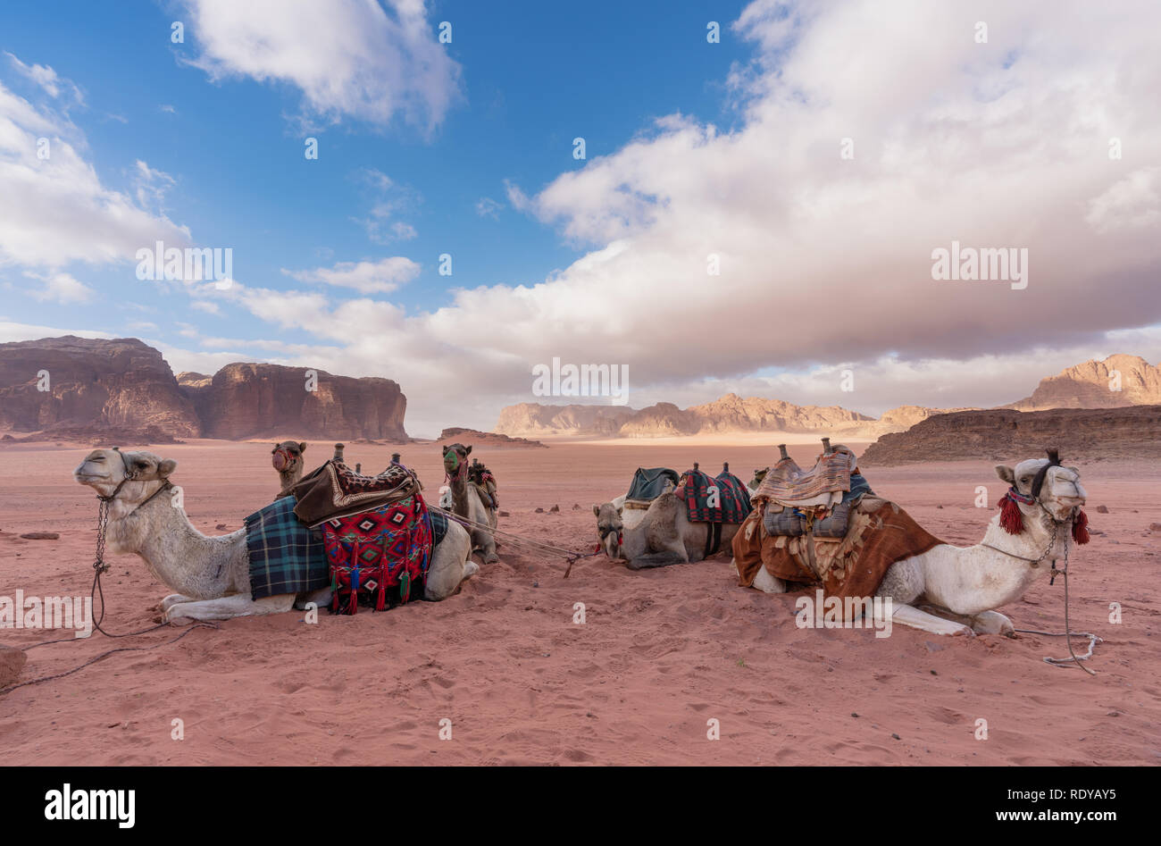 Wadi Rum wüste Landschaft in Jordanien mit Kamelen am Morgen Kühlen Stockfoto