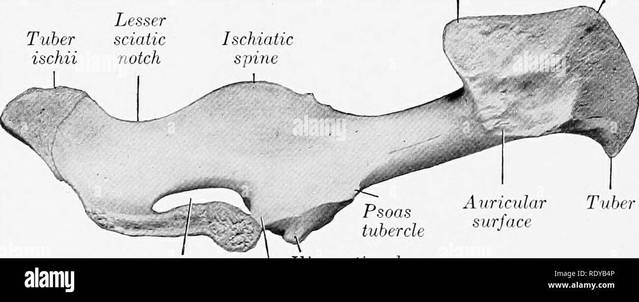 . Die Anatomie der Haustiere. Veterinär Anatomie. Knolle coxtje Ilium {Welle) Acetabulum Sitzbein Abb. 191.- links Os Cox. e der Schweine; L.^ ter.^l Anzeigen. Knolle sacrale Kamm von ilium Tuber ischii. Obturator IHo-pectineal foramen Eminenz Pubis (acetab-ular Branch) Abb. 192.- links Os Cox. b der Schweine; Medial, KNOCHEN DER BECKEN- glied der OS Coxa ist lang und schmal. Die ilium und Gesäßknochen sind fast im Einklang mit jeder anderen und Fast sagittale in Richtung. Die Flügel des Ilium beugt sich - Bezirk viel weniger als in der Pferd oder Ochse. Injektionen in den Gesäßbereich Fläche ist in zwei fossae unterteilt. Bitte beachten Sie, tha Stockfoto