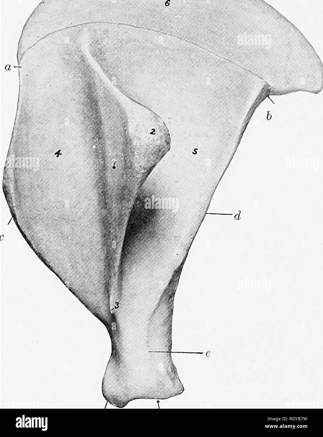 . Die Anatomie der Haustiere. Veterinär Anatomie. 176 SKELETT DES SCHWEINS KNOCHEN DES thorax Extremitäten Das Schulterblatt ist sehr breit, der Index wird über 1:0,7. Die Wirbelsäule ist Tri-eckig und ist sehr weit in der Mitte, die rückwärts Kurven über die infra-dornfortsätze Fossa und trägt einen großen tuberosity. Im unteren Teil trägt einen kleinen Projektion (rudimentäre schulterdach). Der vordere Rand ist stark im Profil konvex, gewundenen von vorne betrachtet, und dick und hart in der Mitte. Die posteriore Grenze ist breit, shghtly konkav, und trägt eine grobe äußere Lippe. Die wirbelsäule Grenze ist konvex Stockfoto