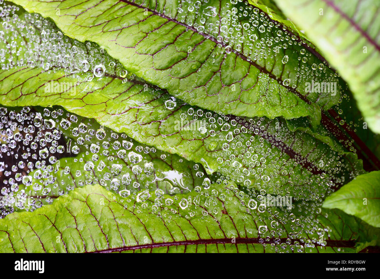 Blätter von einem grünen grünes Gemüse Blut Sauerampfer (Rumex sanguineus) am Morgen, mit Spiderweb und Tautropfen Stockfoto