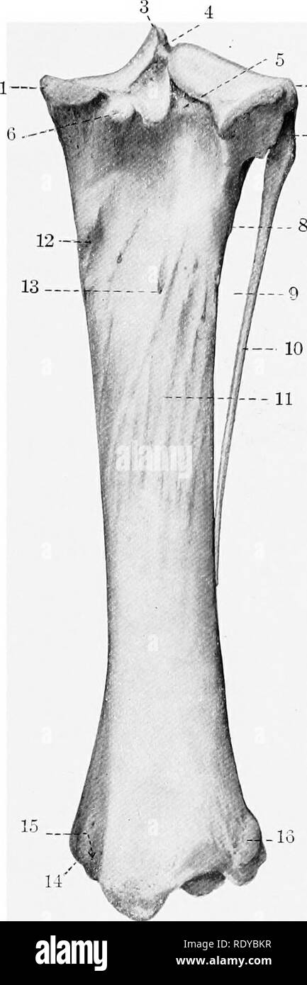 . Die Anatomie der Haustiere. Veterinär Anatomie. Abb. 95.- rechten Schienbein und Wadenbein des Pferdes; Lat- Ansicht, 1, Tuberosity; 2, Sulcus muscularis; 3, Crest; 4, Wirbelsäule; 5, lateralen Kondylus; 6, Leiter der Fibel; 7, Widerrufsbelehrung - sion von anterior tibial Schiffe; S, die Welle der Fibel; 9, Lat- grenze von Tibia; 10, lateral malleolus; 11, Groove für seitliche Streckmuskelsehne. Abb. 9 G.-rechten Schienbein und Wadenbein von Honsi -; Poste - HiOR Anzeigen. 1,? iledial Kondylus; 2, lateralen Kondylus; 3, Wirbelsäule; 4, Abwassertank für vorderen Kreuzband; 5, A. poplitea Kerbe, 6, Tuberkel für hintere Kreuzband; 7, Leiter Stockfoto
