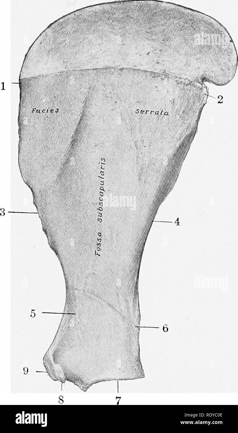 Fossa infraspinosa des Schulterblatts