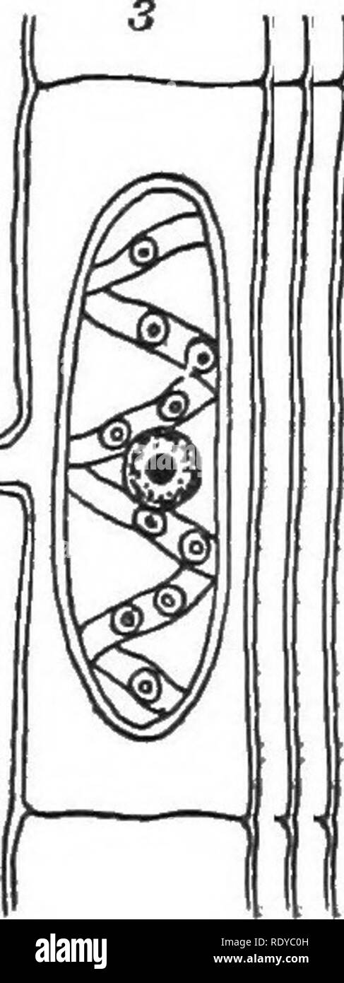 . Die Pflanzenzelle, deren Änderungen und wesentliche Prozesse; ein Handbuch für Studenten. Pflanzenphysiologie; Anatomie; Pflanzliche Zellen und Gewebe. =^. Abb. 108. - Konjugation in Spirogyra. - 1. Das protoplasma in zwei adja-cent Zellen wurde abgeschlossen, und ein Vorsprung von jeder Zelle ist bereits gebildet worden. 2. Die Vorsprünge, die mittlere Wand wurde aufgelöst, und die protoplasmic Inhalt einer Zelle sind in den Hohlraum der Anderen. 3. Fusion (Konjugation) der beiden Massen aufgetreten ist, und die sich daraus ergebenden "Zygote" hat eine Wand aus Cellulose angenommen. "Düngung" Stockfoto