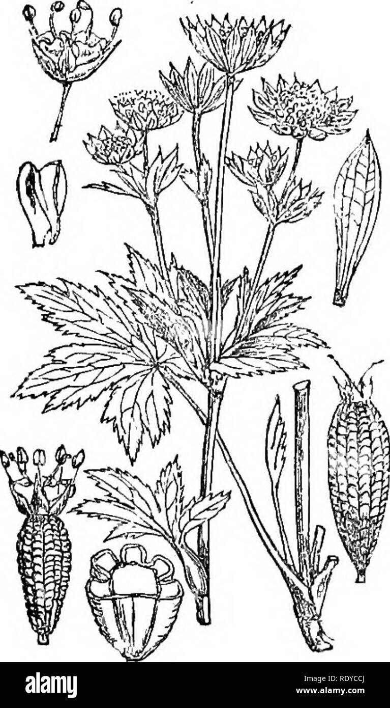 . Abbildungen der britischen Flora: Eine Reihe von holzstichen, mit Sezieren, britischer Pflanzen. Botanik; Botanik. 398. Eryngium maritimum.. Bitte beachten Sie, dass diese Bilder sind von der gescannten Seite Bilder, die digital für die Lesbarkeit verbessert haben mögen - Färbung und Aussehen dieser Abbildungen können nicht perfekt dem Original ähneln. extrahiert. Fitch, W. H. (Walter Haube), 1817-1892; Smith, Worthington George, 1835-1917; Bentham, George, 1800-1884. Handbuch der britischen Flora. London, L. Reeve &Amp; Co. Stockfoto
