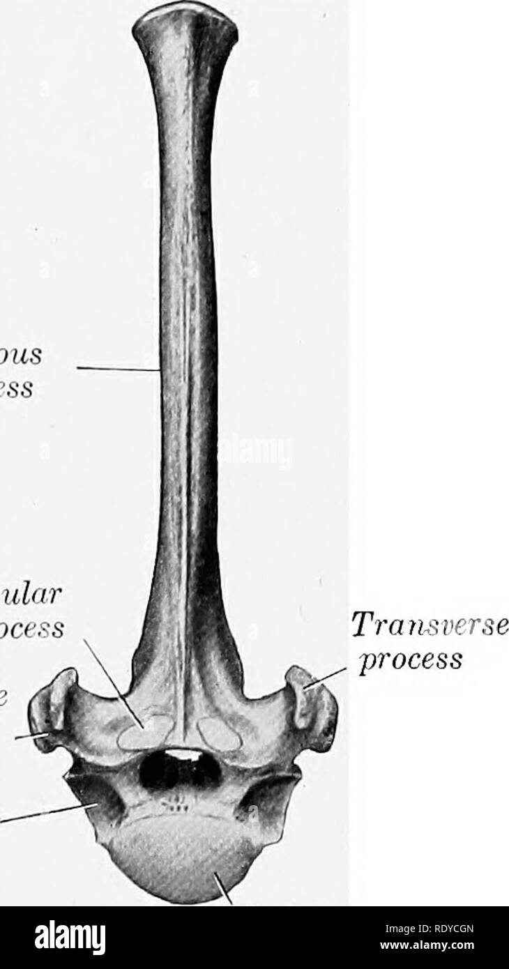 . Die Anatomie der Haustiere. Veterinär Anatomie. Die BRUSTWIRBEL 37 ventral mit, dass der Höhlen. Den hinteren Extremitäten verfügt über die üblichen Hohlraum. Der ventralen Wirbelsäule ähnelt dem der typische Wirbel. Der Bogen präsentiert in der jungen Thema eine Kerbe auf jeder Seite Ihrer anterioren Grenze; dies ist in eine foramen durch ein Band, die später ossifies umgewandelt. Die posteriore Grenze hat die übliche Kerben. Der posterioren Gelenkfortsätze typisch sind. Â Die transversale Prozesse sind klein, single und Projekt zurück. Das foramen transversarium ist klein. Die dornfortsätze Prozess ist sehr Stockfoto