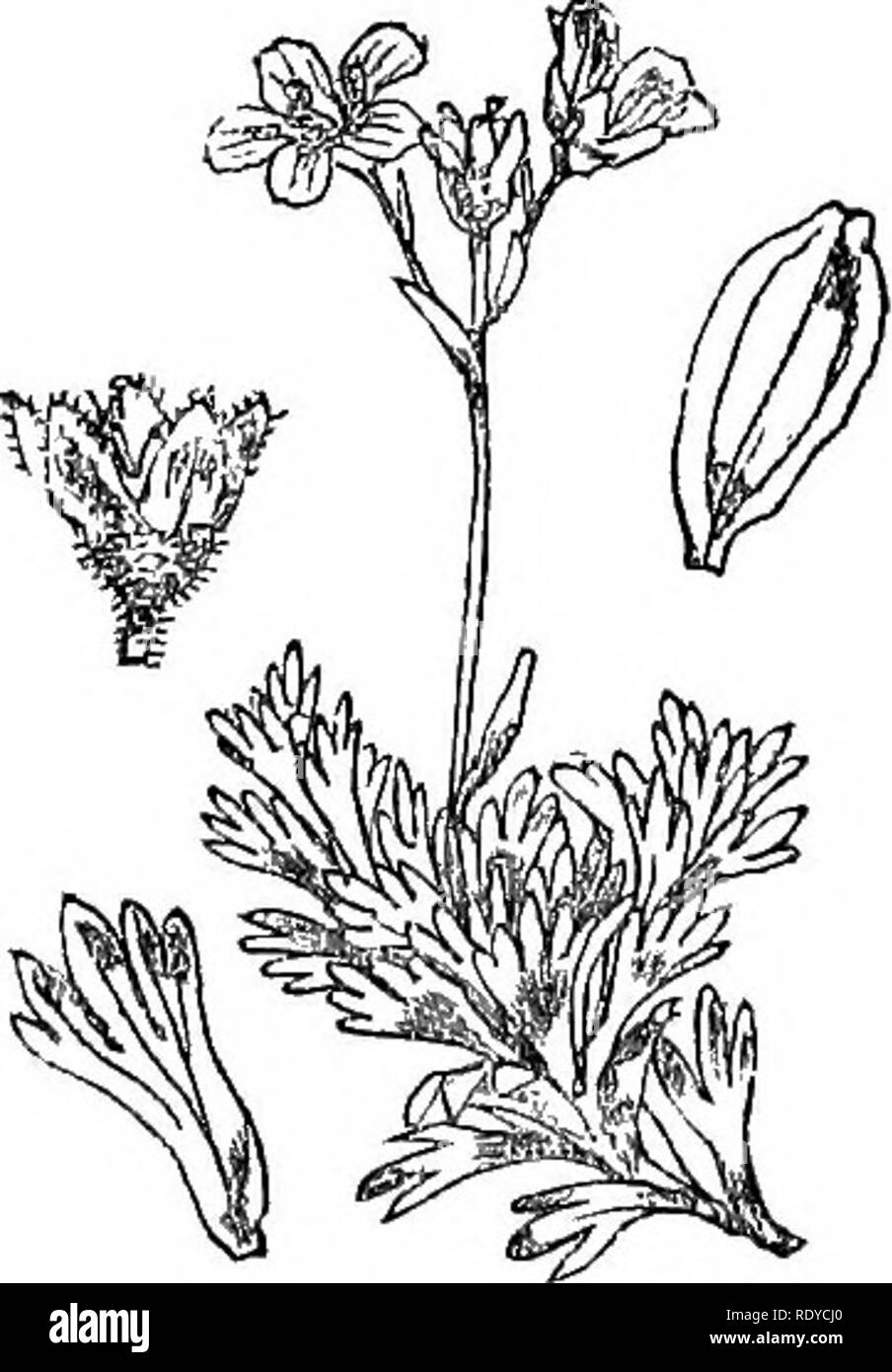 . Abbildungen der britischen Flora: Eine Reihe von holzstichen, mit Sezieren, britischer Pflanzen. Botanik; Botanik. 378. Prayerplant. S 76. Sasifraga hypnoidea.. Bitte beachten Sie, dass diese Bilder sind von der gescannten Seite Bilder, die digital für die Lesbarkeit verbessert haben mögen - Färbung und Aussehen dieser Abbildungen können nicht perfekt dem Original ähneln. extrahiert. Fitch, W. H. (Walter Haube), 1817-1892; Smith, Worthington George, 1835-1917; Bentham, George, 1800-1884. Handbuch der britischen Flora. London, L. Reeve &Amp; Co. Stockfoto