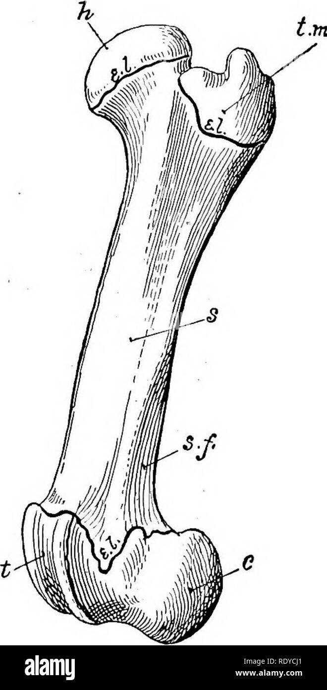 . Die Anatomie der Haustiere. Veterinär Anatomie. Die ENTWICKLUNG UND DAS WACHSTUM DER KNOCHEN 23 Endungen (Vater-Pacinische-Körperchen) in die knochenhaut als sensorische und wahrscheinlich sind in der Vermittlung der Muskel Sinn (kinesthesia) ENTWICKLUNG UND WACHSTUM VON BONEi whiciy ^h/angesehen werden?'''*'!? Die embryonale Skelett besteht aus Knorpel und faserigem Gewebe, in dem die Knochen der Prozess entwickeln wird als verknöcherung oder osteogenesis; nd ist im Wesentlichen durch den Knochen-produzierenden Zellen, die osteoblasten. Es ist üblich, deshalb, als Membran Knochen diejenigen, welche die fib entwickelt werden, um zu bestimmen, Stockfoto