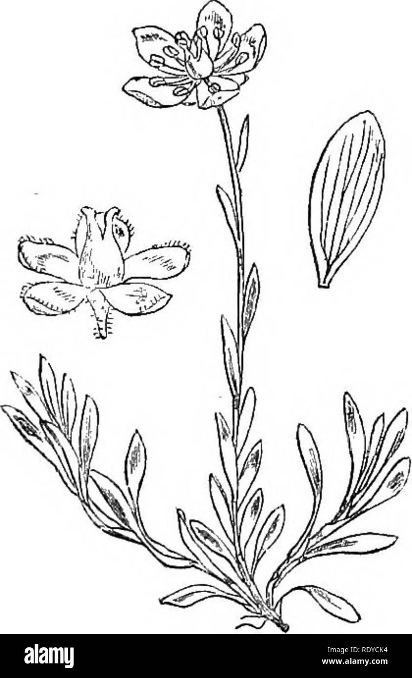 . Abbildungen der britischen Flora: Eine Reihe von holzstichen, mit Sezieren, britischer Pflanzen. Botanik; Botanik. 373. Saxifraga oppositifolia. 375. Saxifraga Hirculus.. Bitte beachten Sie, dass diese Bilder sind von der gescannten Seite Bilder, die digital für die Lesbarkeit verbessert haben mögen - Färbung und Aussehen dieser Abbildungen können nicht perfekt dem Original ähneln. extrahiert. Fitch, W. H. (Walter Haube), 1817-1892; Smith, Worthington George, 1835-1917; Bentham, George, 1800-1884. Handbuch der britischen Flora. London, L. Reeve &Amp; Co. Stockfoto