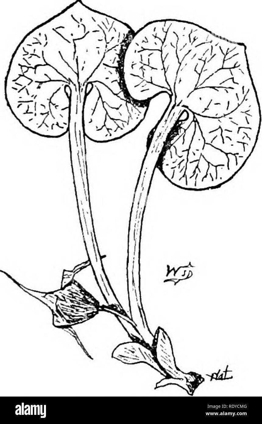 . Ein Handbuch der giftigen Pflanzen, vor allem des östlichen Nordamerika, mit kurzen Anmerkungen zu Wirtschafts- und Heilpflanzen, und zahlreichen Abbildungen. Giftige Pflanzen. SPERMATOPHYTA - URTICACEAE 415 Verteilung. In den reichen Holz aus Missouri, Kansas, Texas; weit im Norden vom Südlichen Nebraska zu Southern Iowa, Illinois und gegen Osten angebaut. Giftige Eigenschaften. Diese Sorte ist als giftig von Professor Bessey in Nebraska aufgeführt. Dr. Halsted stellt fest, dass ein Freund von ihm während der Arbeit in Osage Orange Hecken beträchtlich gelitten wegen der Entzündung nach dem Durchstechen des Thorn. Th Stockfoto