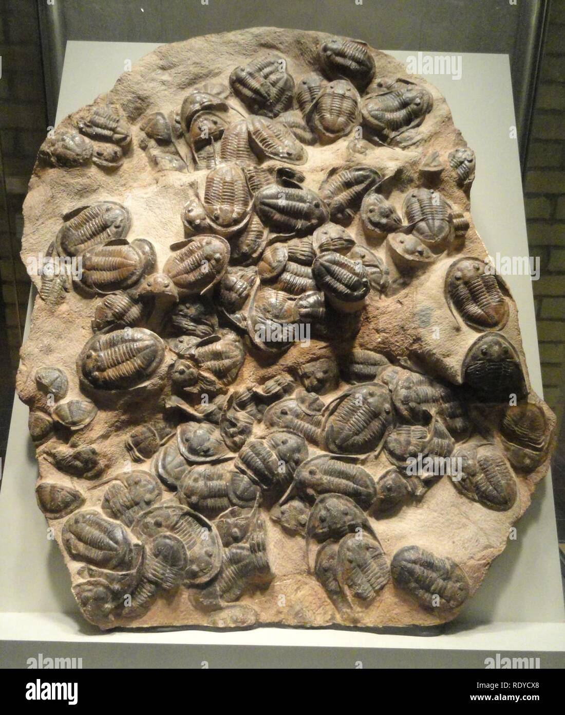 Asaphellus Arten, intakte Trilobiten Fossilien, frühen Ordovizium, Dra-Tal, Marokko - Royal Ontario Stockfoto