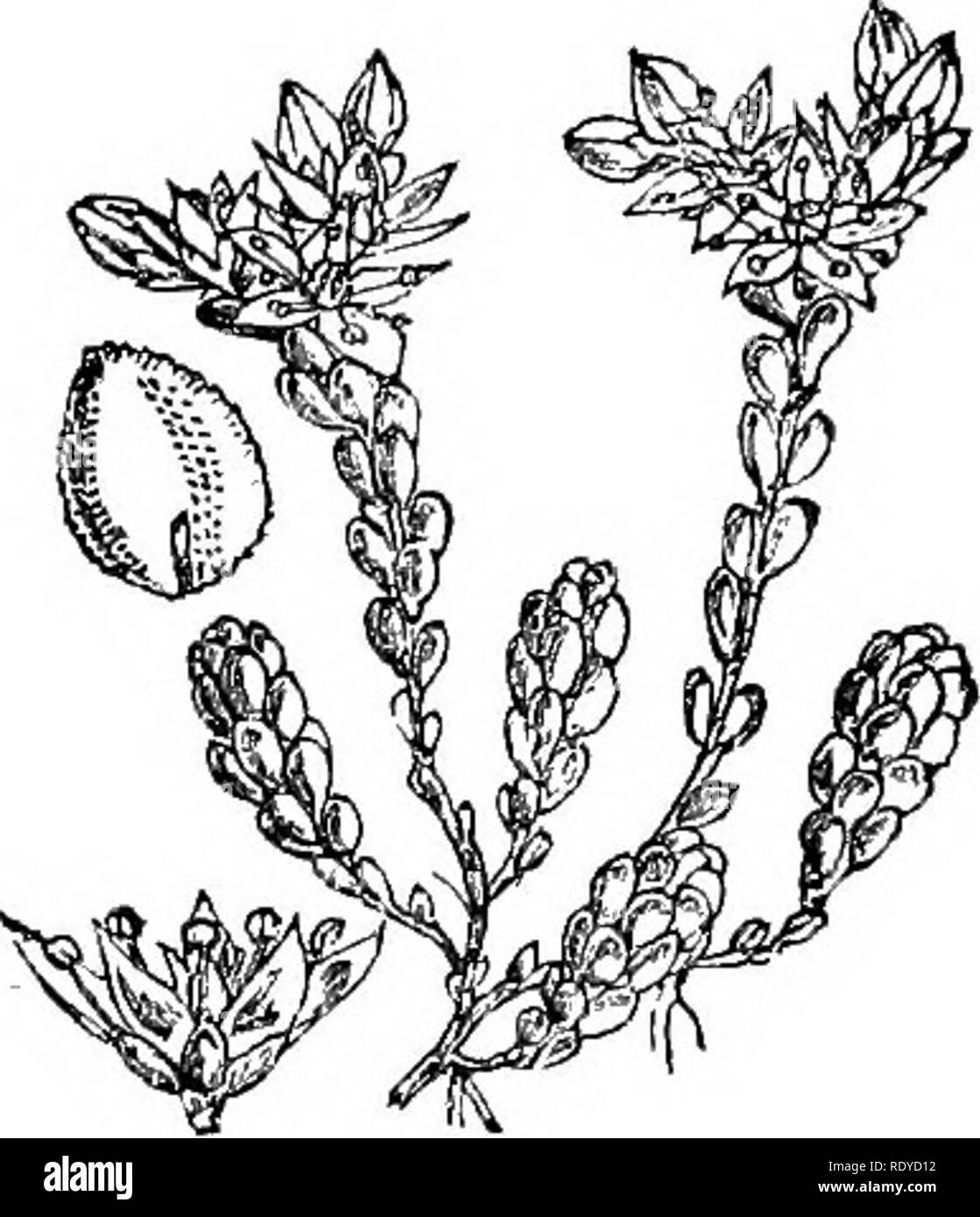 . Abbildungen der britischen Flora: Eine Reihe von holzstichen, mit Sezieren, britischer Pflanzen. Botanik; Botanik. 361. Sedum anglicum. 360. Sedum telephium.. Bitte beachten Sie, dass diese Bilder sind von der gescannten Seite Bilder, die digital für die Lesbarkeit verbessert haben mögen - Färbung und Aussehen dieser Abbildungen können nicht perfekt dem Original ähneln. extrahiert. Fitch, W. H. (Walter Haube), 1817-1892; Smith, Worthington George, 1835-1917; Bentham, George, 1800-1884. Handbuch der britischen Flora. London, L. Reeve &Amp; Co. Stockfoto