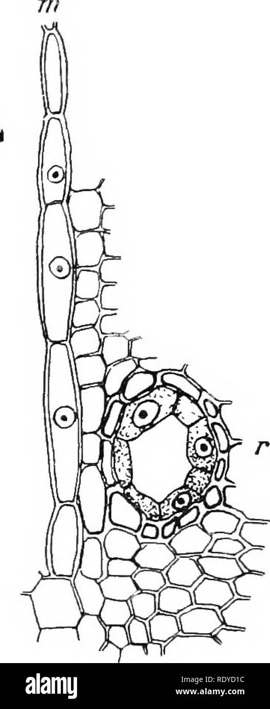 . Die Pflanzenzelle, deren Änderungen und wesentliche Prozesse; ein Handbuch für Studenten. Pflanzenphysiologie; Anatomie; Pflanzliche Zellen und Gewebe. Abb. 63.-A. Eine voll-FOKMED Harz-Kanal im Querschnitt.-en, Endothel; g, Schutzsysteme Fasern; r, Harz - Globuli. B. Eine junge Harz - Canal, show-Ing eine interne Masse von Granuliertem sekretorischen Zellen (en), noch ohne zentralen Hohlraum oder Kanal.-y, Schutzsysteme - Zellen. Abb. 6-1. - ein Harz-Kanal (R) im Xylem von Pinus.-m, medulläres Ray. Im Längsschnitt (siehe Abb. 66) Die Elemente der Guard-Ring gesehen werden eine Vielzahl von sclerenchyma werden Stockfoto