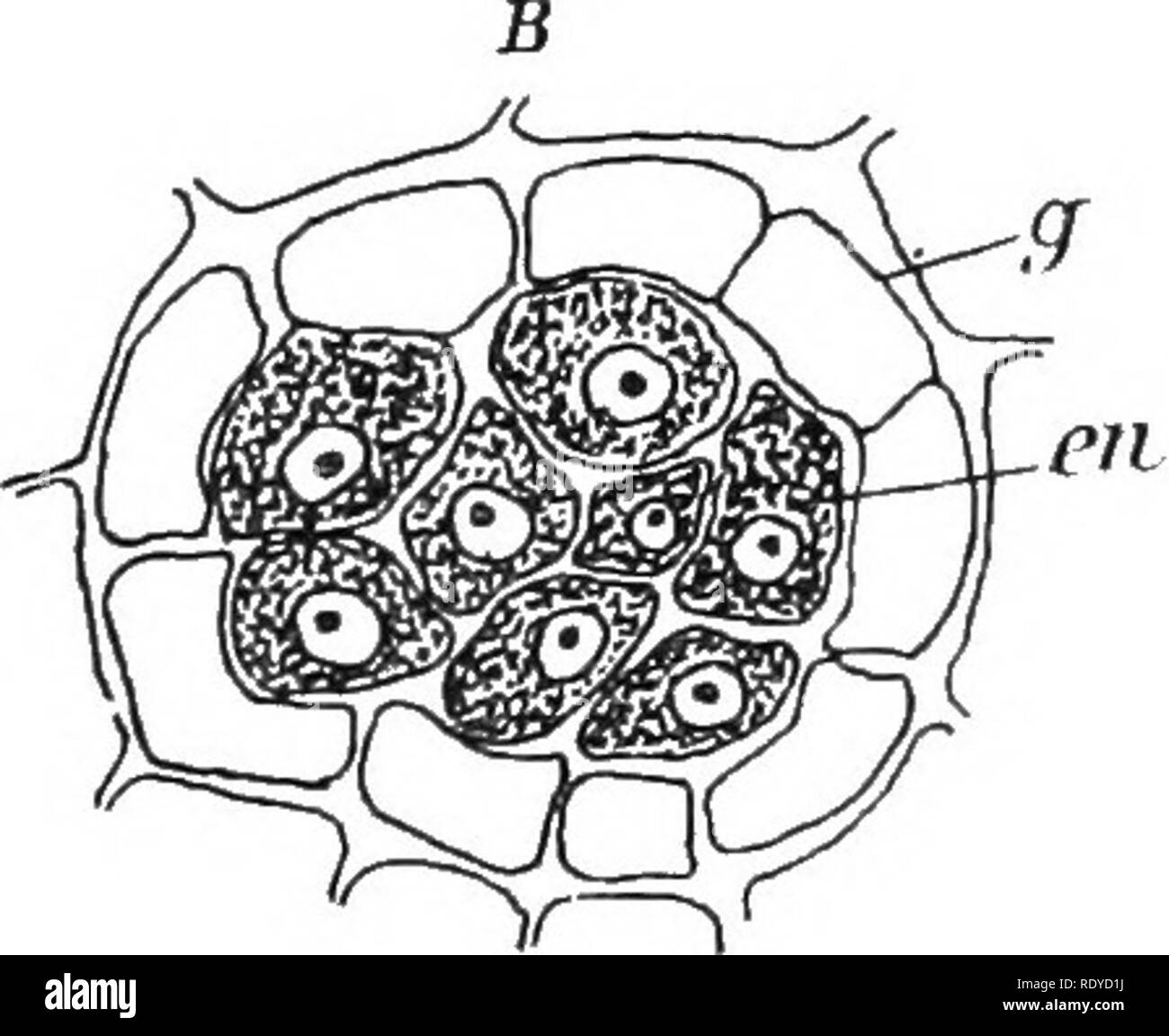 . Die Pflanzenzelle, deren Änderungen und wesentliche Prozesse; ein Handbuch für Studenten. Pflanzenphysiologie; Anatomie; Pflanzliche Zellen und Gewebe. . Bitte beachten Sie, dass diese Bilder sind von der gescannten Seite Bilder, die digital für die Lesbarkeit verbessert haben mögen - Färbung und Aussehen dieser Abbildungen können nicht perfekt dem Original ähneln. extrahiert. Haig, Harold Axel. London, C. Griffin und Company, Ltd. Stockfoto