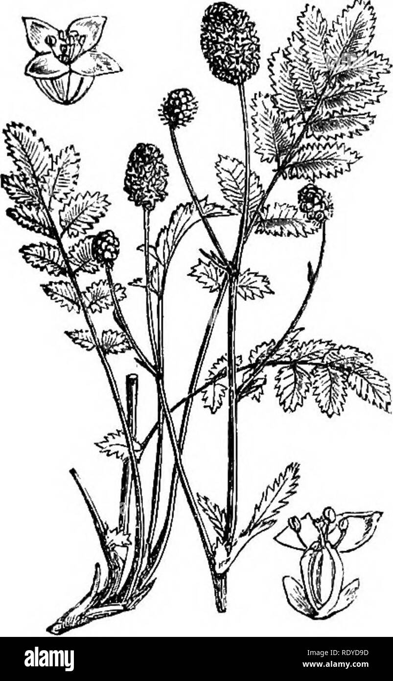 . Abbildungen der britischen Flora: Eine Reihe von holzstichen, mit Sezieren, britischer Pflanzen. Botanik; Botanik. 77. Bitte beachten Sie, dass diese Bilder sind von der gescannten Seite Bilder, die digital für die Lesbarkeit verbessert haben mögen - Färbung und Aussehen dieser Abbildungen können nicht perfekt dem Original ähneln. extrahiert. Fitch, W. H. (Walter Haube), 1817-1892; Smith, Worthington George, 1835-1917; Bentham, George, 1800-1884. Handbuch der britischen Flora. London, L. Reeve &Amp; Co. Stockfoto