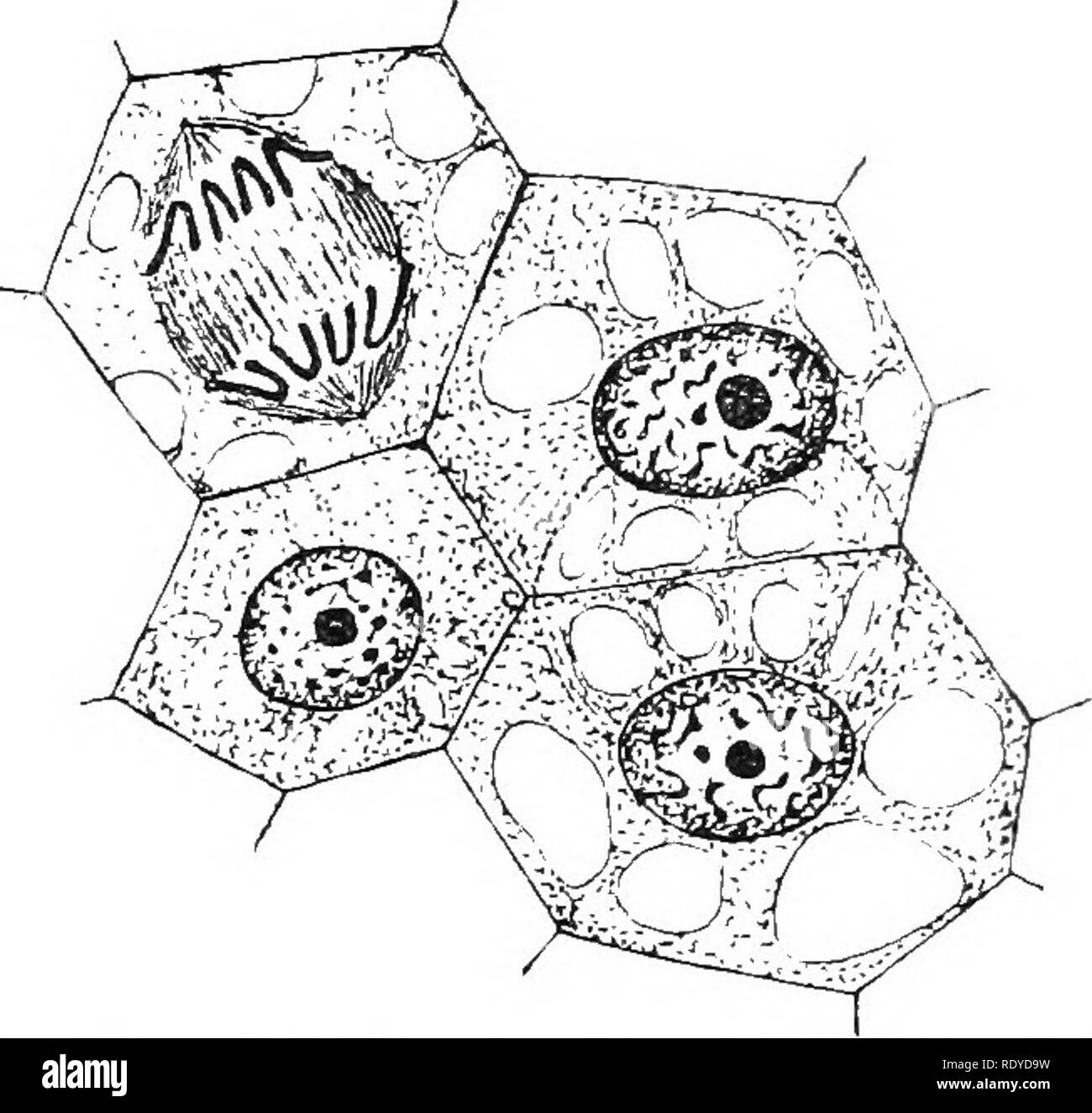 . Die Pflanzenzelle, deren Änderungen und wesentliche Prozesse; ein Handbuch für Studenten. Pflanzenphysiologie; Anatomie; Pflanzliche Zellen und Gewebe. MliRISTEM. 43 es ist möglich hier zu erkennen und es Zellen in die typische Abteilung - Figuren (Mitose) kann gemacht werden, besonders dort, wo eine dünne Abschnitt wird geschnitten und gefärbt, wie in der Anmerkung am Ende des Kapitels II. geleitet werden (siehe Abb. 28). In diesen jungen Zellen die Zelle - die Wände sind sehr dünn, und auf Rechnung der turgiditj - sind ein gutes Angebot auf der Strecke; die polyedrische Form so oft beobachtet, in den Zellen der jungen Gewebe ist zum Teil auf die gegenseitige Zusammenhalt und drücken Sie Stockfoto