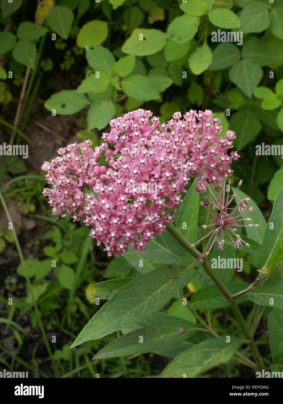 Asclepias incarnata, 2014-07-24, Cranberry Township, 01. Stockfoto