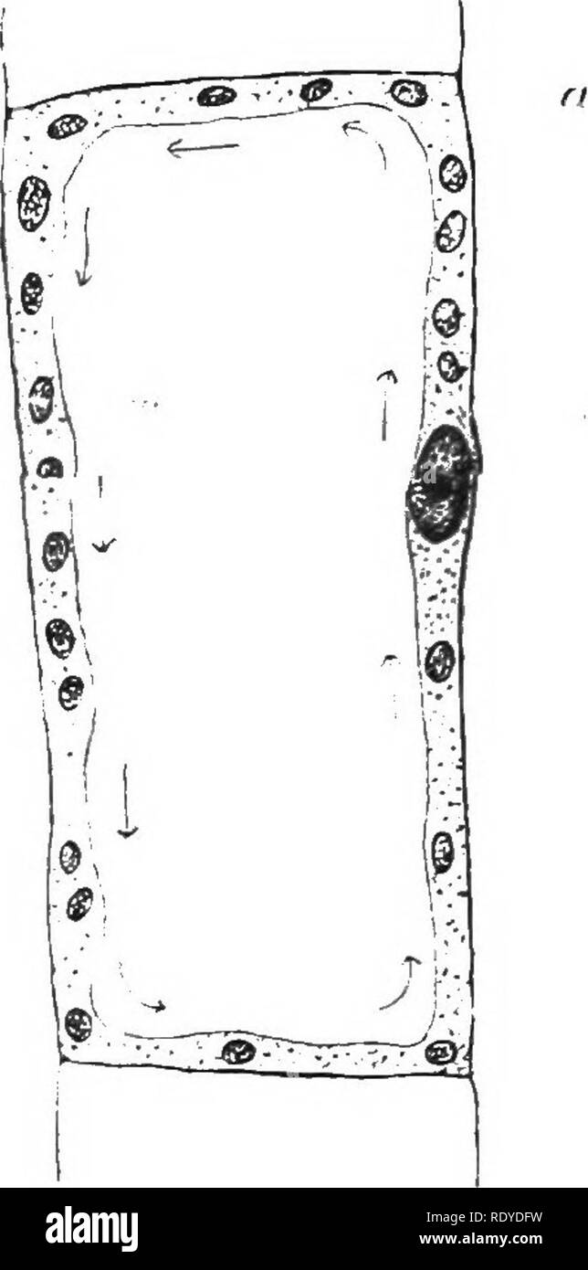 . Die Pflanzenzelle, deren Änderungen und wesentliche Prozesse; ein Handbuch für Studenten. Pflanzenphysiologie; Anatomie; Pflanzliche Zellen und Gewebe. 14 der pflanzlichen Zelle.. Bitte beachten Sie, dass diese Bilder sind von der gescannten Seite Bilder, die digital für die Lesbarkeit verbessert haben mögen - Färbung und Aussehen dieser Abbildungen können nicht perfekt dem Original ähneln. extrahiert. Haig, Harold Axel. London, C. Griffin und Company, Ltd. Stockfoto