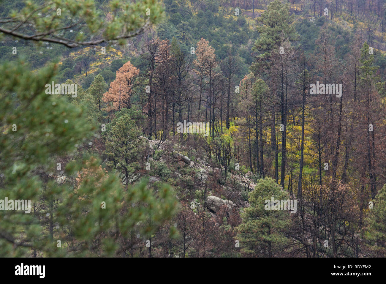 Verbrannte Bäume sind die unberührten Pinienwäldern und neues Wachstum nach dem Silber Brand in der Gila National Forest umgeben von New Mexico Stockfoto